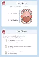 Vorschau - Arbeitsblätter - Wissenskartei - Zähne - Seite 3
