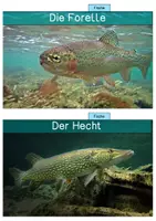 Vorschau - Stationenlernen - Differenzierte Wissenskarten - Tiere die im und am Gewässer leben - Seite 3