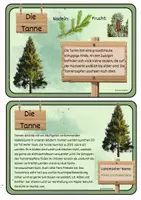Vorschau - Merkblätter - Infokartei/Bestimmungskartei Nadelbäume - Seite 3
