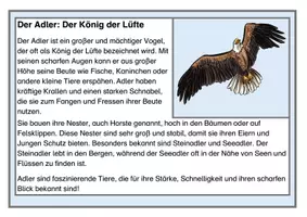Vorschau - Arbeitsblätter - Wissenskartei: Heimische Vögel. Kartei zum Lesen & Abschreiben & Informieren - Seite 2