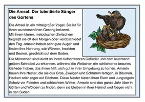 Vorschau - Arbeitsblätter - Wissenskartei: Heimische Vögel. Kartei zum Lesen & Abschreiben & Informieren - Seite 3