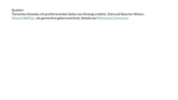 Vorschau - Arbeitsblätter - Labyrinth: Mitose, Meiose und Zellzyklus - Seite 3