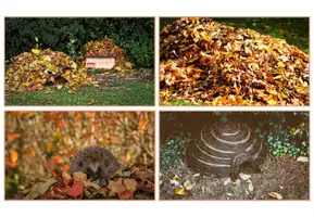 Vorschau - Poster - Der Igel - Impulsbilder Fotosammlung (1. Klasse) - Seite 2