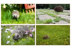 Vorschau - Poster - Der Igel - Impulsbilder Fotosammlung (1. Klasse) - Seite 3