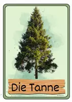 Vorschau - Präsentationen/Tafelbilder - Tafelmaterial Nadelbäume - Seite 3