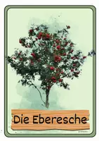 Vorschau - Präsentationen/Tafelbilder - Tafelmaterial Laubbäume - Seite 3