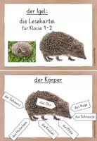 Vorschau - Stationenlernen - Igel Lesekartei/ Wissenskartei mittel - Seite 1