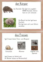 Vorschau - Stationenlernen - Igel Lesekartei/ Wissenskartei einfach - Seite 3
