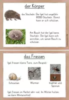 Vorschau - Unterrichtsreihen - Lesekartei Igel schwierig - Seite 3