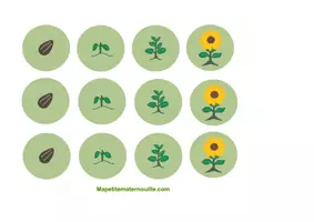 Aperçu - Apprentissages en autonomie - Cycle de vie du tournesol (planche + étiquettes) - Page 2