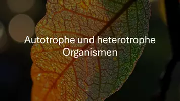Vorschau - Präsentationen/Tafelbilder - Primär- und Sekundärreaktionen der Photosynthese - Präsentation - Deckblatt