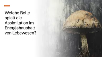 Vorschau - Präsentationen/Tafelbilder - Primär- und Sekundärreaktionen der Photosynthese - Präsentation - Seite 1