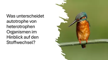 Vorschau - Präsentationen/Tafelbilder - Primär- und Sekundärreaktionen der Photosynthese - Präsentation - Seite 2