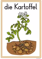 Vorschau - Unterrichtsreihen - Tafelmaterial, Tafelbilder Kartoffel, Kartoffelpflanze Unterrichtsmaterial Sachunterricht - Seite 1