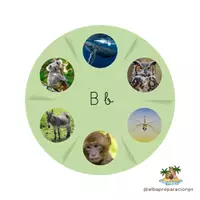 Vista previa - Tarjetas / Manipulativos - RUEDA ANIMALES + TARJETAS ESCRITURA + TARJESTAS IMÁGENES - página 2