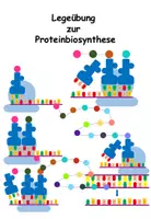 Vorschau - Merkblätter - Legeübung zur Proteinbiosynthese - Deckblatt