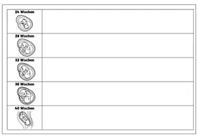 Vorschau - Arbeitsblätter - Arbeitsblatt Embryonalentwicklung - Seite 1