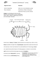 Vorschau - Arbeitsblätter - Steckbrief Kellerassel Wirbellose - Seite 3