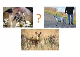 Vorschau - Stundenentwürfe - Unterrichtsentwurf_Haustiere-Nutztiere-Wildtiere - Seite 2