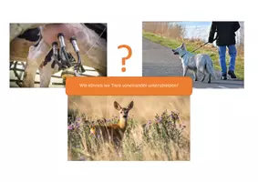 Vorschau - Stundenentwürfe - Unterrichtsentwurf_Haustiere-Nutztiere-Wildtiere - Seite 3