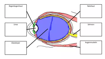 Vorschau - Arbeitsblätter - Präparation Auge - Seite 1