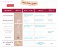 Vorschau - Arbeitsblätter - Knochentypen - Infokärtchen und Arbeitsblatt - Seite 3