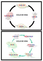 Vista previa - Tarjetas / Manipulativos - Tarjetas manipulativas - CICLO DE VIDA Montessori - página 2