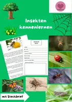 Vorschau - Arbeitsblätter - Materialpaket Insekten und Meerestiere kennenlernen! - Seite 1