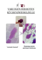 Vorschau - Arbeitsblätter - Mikroskopische Aufnahmen rote Küchenziebelzellen + Plasmolyse - Seite 1