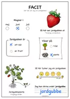 förhandsvisning - Kortfakta om jordgubben - sida 3