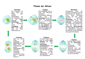 Vorschau - Arbeitsblätter - Ablauf der Mitose (Legeübung mit Bild-Text-Zuordnung) - Seite 1