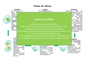Vorschau - Arbeitsblätter - Ablauf der Mitose (Legeübung mit Bild-Text-Zuordnung) - Deckblatt