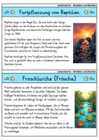 Vorschau - Bildkarten - Wissenskartei - Amphibien und Reptilien | Biologie - Seite 3