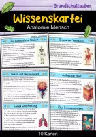 Vorschau - Bildkarten - Wissenskartei - Anatomie Mensch | Menschlicher Körper | Biologie - Deckblatt