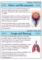 Vorschau - Bildkarten - Wissenskartei - Anatomie Mensch | Menschlicher Körper | Biologie - Seite 2