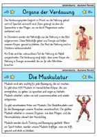Vorschau - Bildkarten - Wissenskartei - Anatomie Mensch | Menschlicher Körper | Biologie - Seite 3