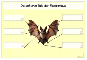Vorschau - Stationenlernen - Die Fledermaus | Säugetiere | Materialpaket - Seite 3