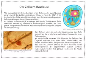 Vorschau - Stationenlernen - Stationenlernen: Zellorganellen - Seite 2