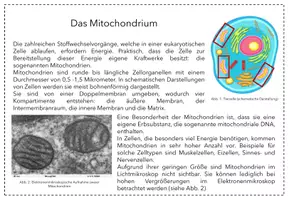Vorschau - Stationenlernen - Stationenlernen: Zellorganellen - Seite 3