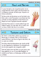 Vorschau - Bildkarten - Wissenskartei - Sinne und Sinnesorgane | Sparpaket - Seite 3
