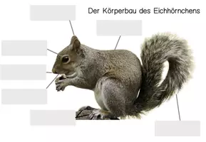 Vorschau - Arbeitsblätter - Klettmappe / Arbeitsblatt Körperbau Eichhörnchen - Seite 1