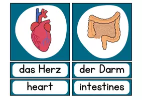 Vorschau - Arbeitsblätter - Innere Organe CLIL: Infokartei und Arbeitsblätter - Seite 1