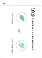Aperçu - Cartes / Images - Sciences: clé de détermination des arbres feuillus - Page 2