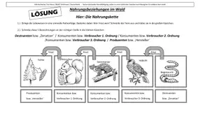 Vorschau - Arbeitsblätter - Arbeitsblatt: Nahrungskette / Ökosystem Wald (mit Lösung) - Seite 1