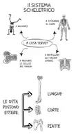 anteprima - Materiale di supporto/inclusione - Il corpo umano - Pagina 3