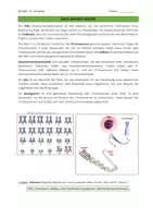 Vorschau - Arbeitsblätter - Begriffe Genetik - Seite 1