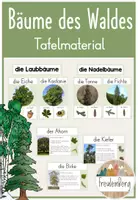 Vorschau - Präsentationen/Tafelbilder - Bäume des Waldes - Tafelmaterial - Deckblatt