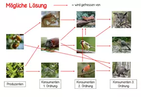 Vorschau - Arbeitsblätter - Materialpaket Nahrungsbeziehungen im Wald - Seite 3