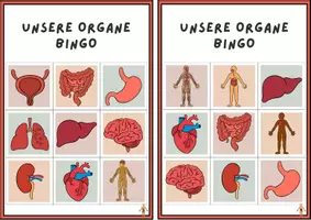 Vorschau - Stationenlernen - Bingo Organe - Seite 2