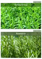 Vorschau - Text - Differenzierte Wissenskarten - Schulgarten (Kräuter, Gemüse, Obst und Beeren, Werkzeug, Blumen) - Seite 3